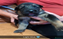 German Shepherd dogs for sale:  Gorgeous German Shepherd Puppies in Doncaster - Image 12