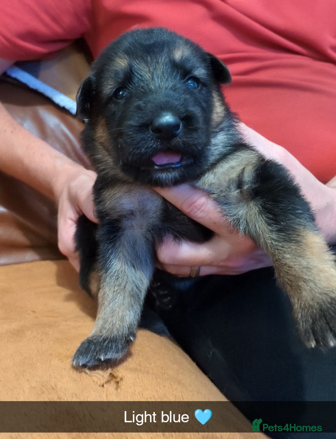 German Shepherd dogs for sale:  Gorgeous German Shepherd Puppies in Doncaster - Image 12