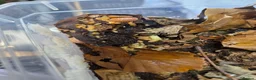 Isopods invertebrates for sale: Isopods  - Advert 6