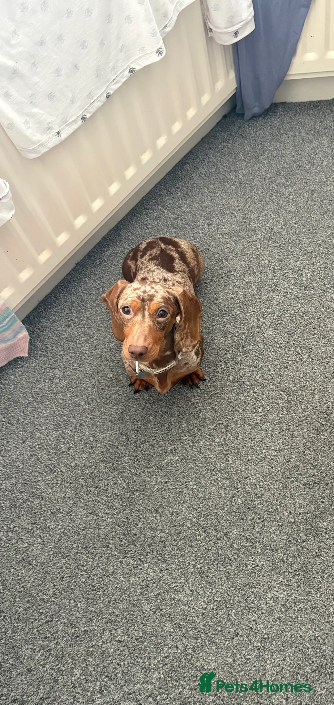 Miniature Dachshund dogs for sale: Miniature Dachshund Pups looking for Loving Homes - Advert 16