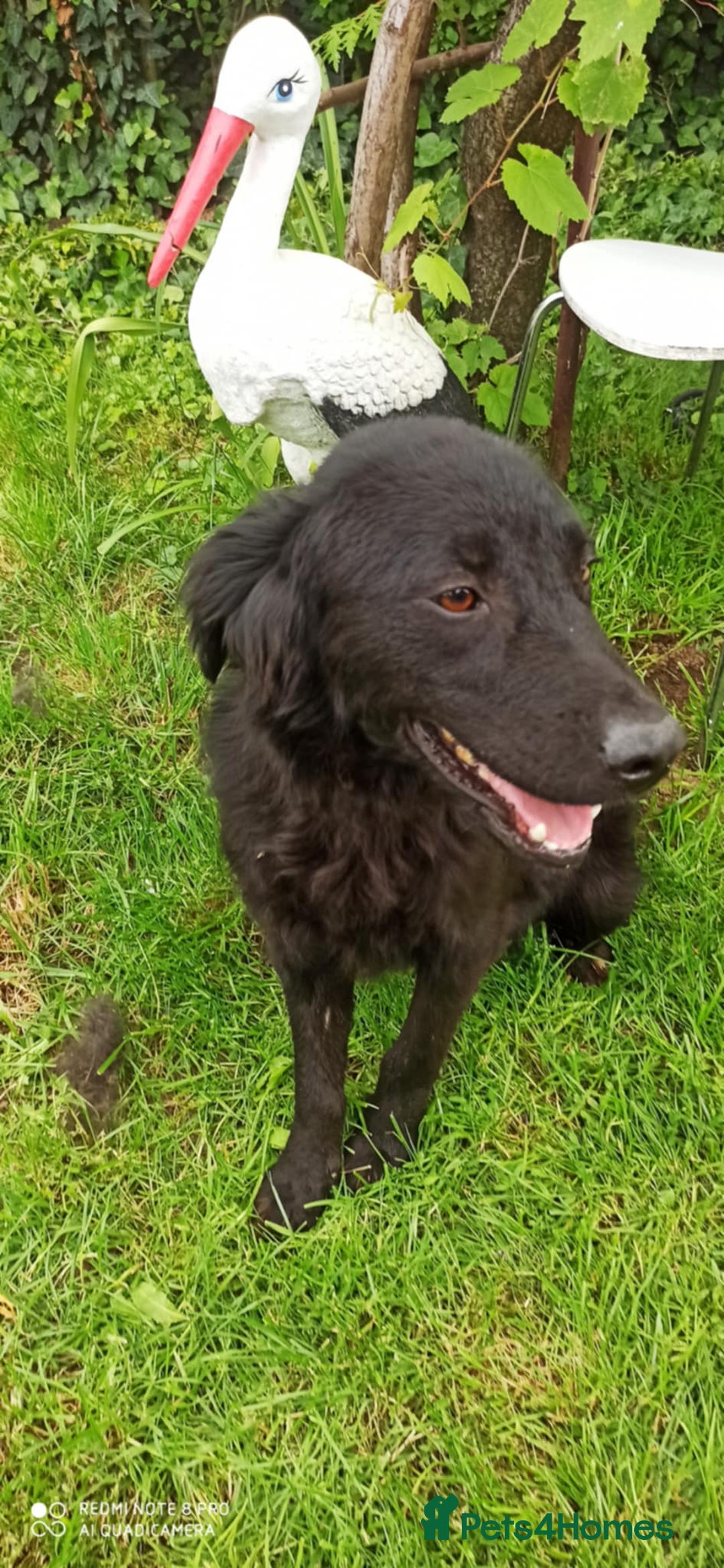 Flat coated Retriever dogs for adoption: NERO FOR ADOPTION IN CORNWALL/DEVON  in Launceston - Image 3