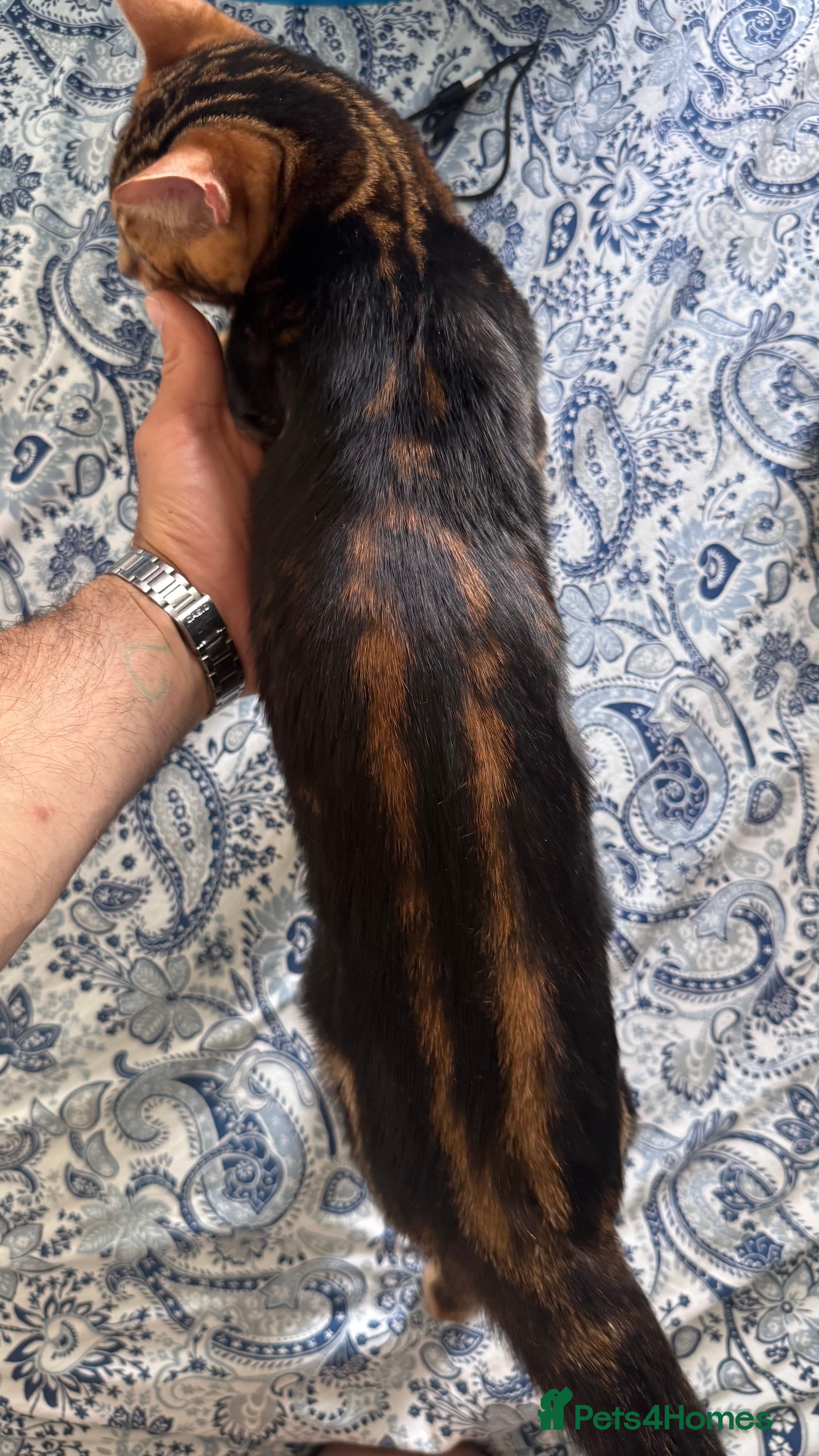 Bengal cats for sale: TICA Bengal cats adorable educated with kid NO UK  in London - Advert 17