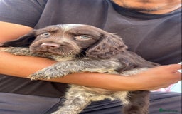 Cocker Spaniel dogs for sale: Showtype cocker spaniel - Image 7