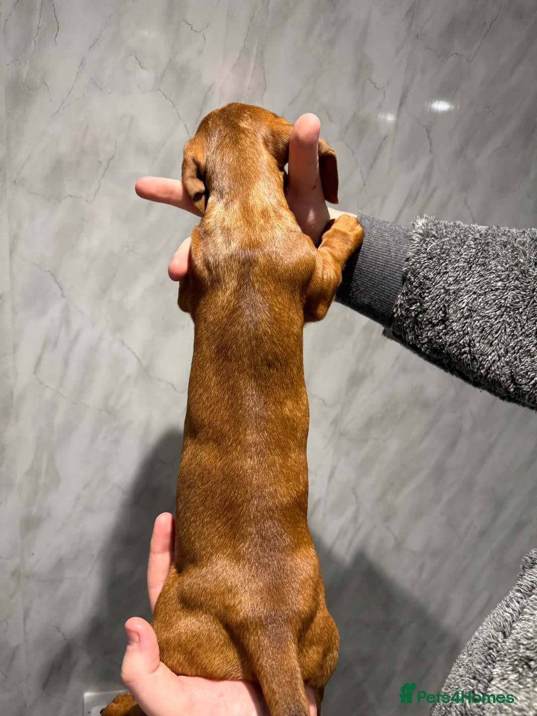 Miniature Dachshund dogs for sale: Miniature Dachshund Puppies  - Advert 10