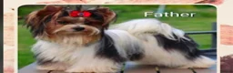 Biewer Terrier dogs for sale: Rare Larger Biewer Terrier Puppies - Advert 4
