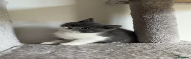 British Shorthair 3