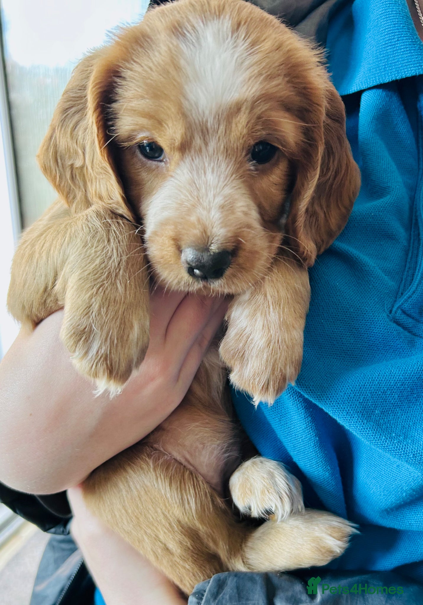Cocker Spaniel dogs for sale: ✨Gorgeous Golden Working Cocker Girls Ready Soon!✨ - Advert 2