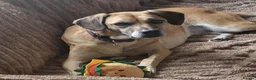 Mixed Breed dogs for sale: Nikita - mixed breed in Ipswich - Advert 3