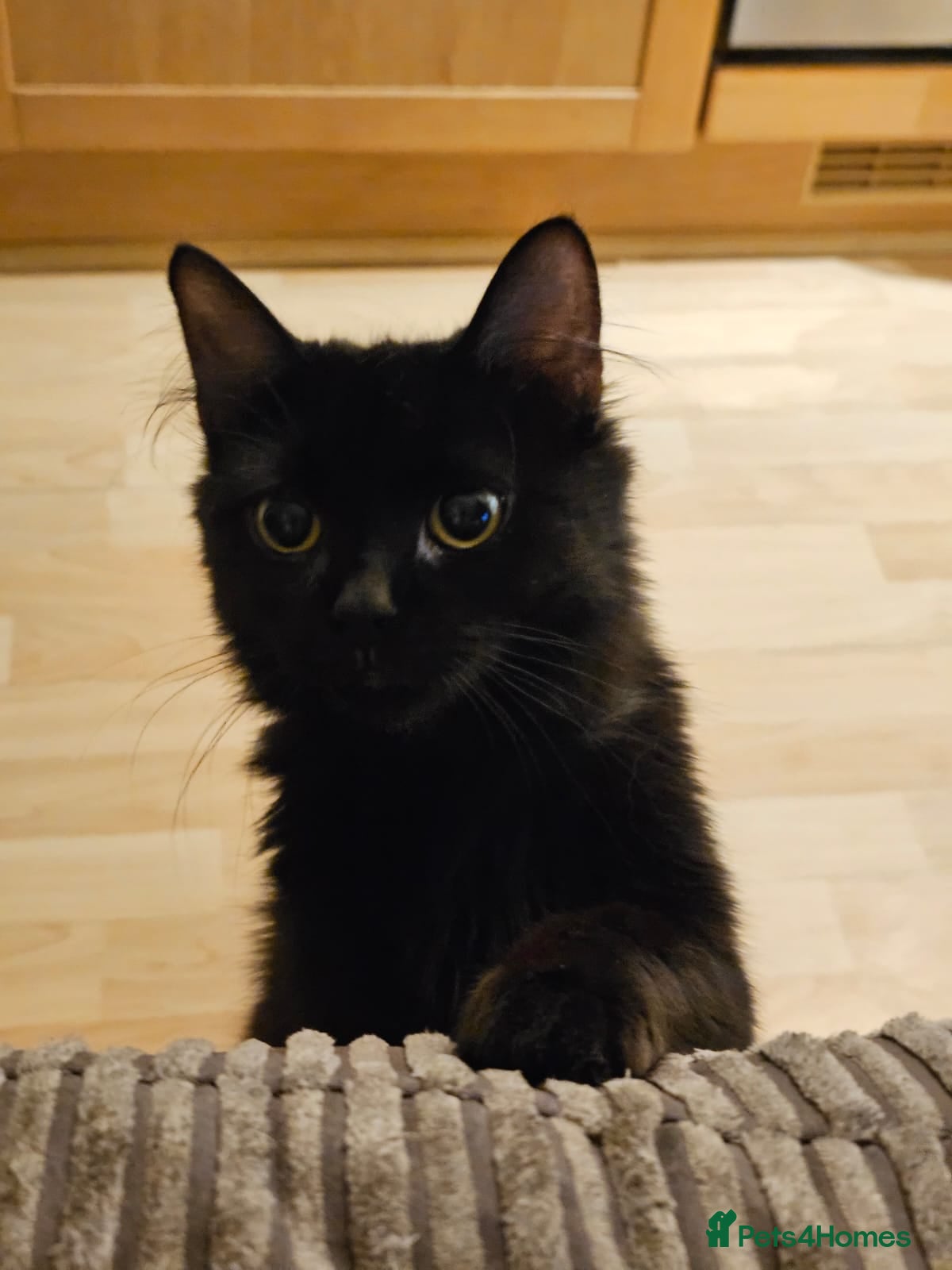 Mixed Breed cats Young female rescue black cat - Advert 4