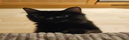 Mixed Breed cats for adoption: Young female rescue black cat - Advert 1