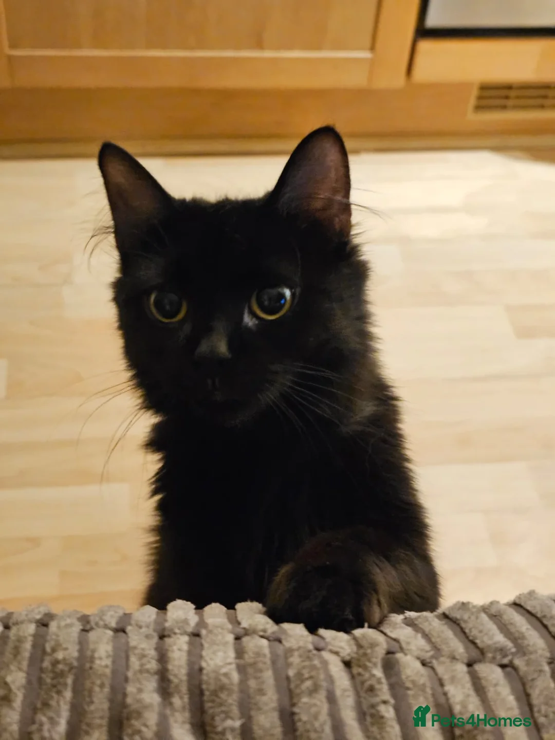 Mixed Breed cats for adoption: Young female rescue black cat - Advert 1