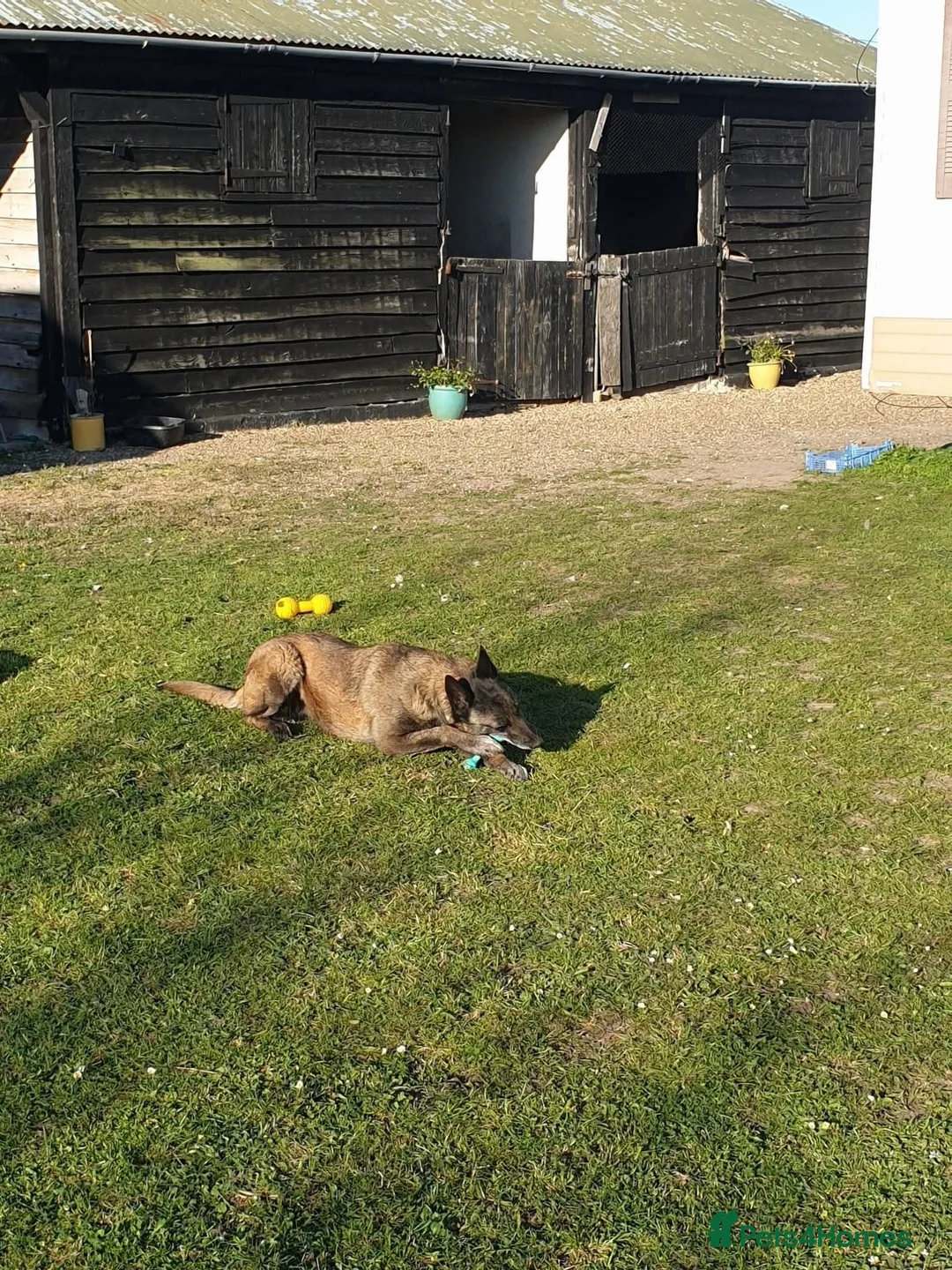 Mixed Breed dogs for adoption: Meet Sasha, currently residing in Merseyside  - Advert 7