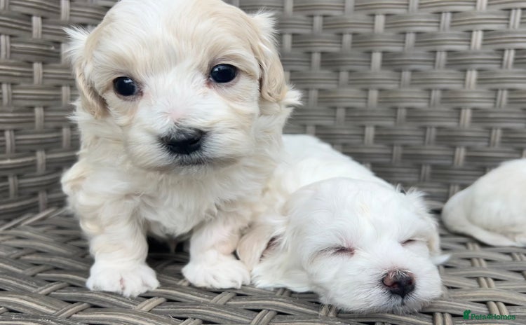 Maltipoo dogs - Advert 1