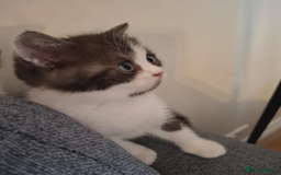 British Shorthair cats for sale: Olly needs his forever home-Help this lovely boy💙 - Image 1