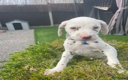 Dalmatian dogs for sale: Stunning litter of 6 Dalmatian puppies  - Image 3