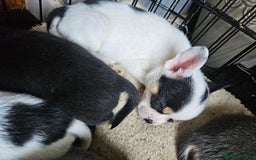 Mixed Breed dogs for sale: French poms *READY NOW 2 LEFT* - Image 13