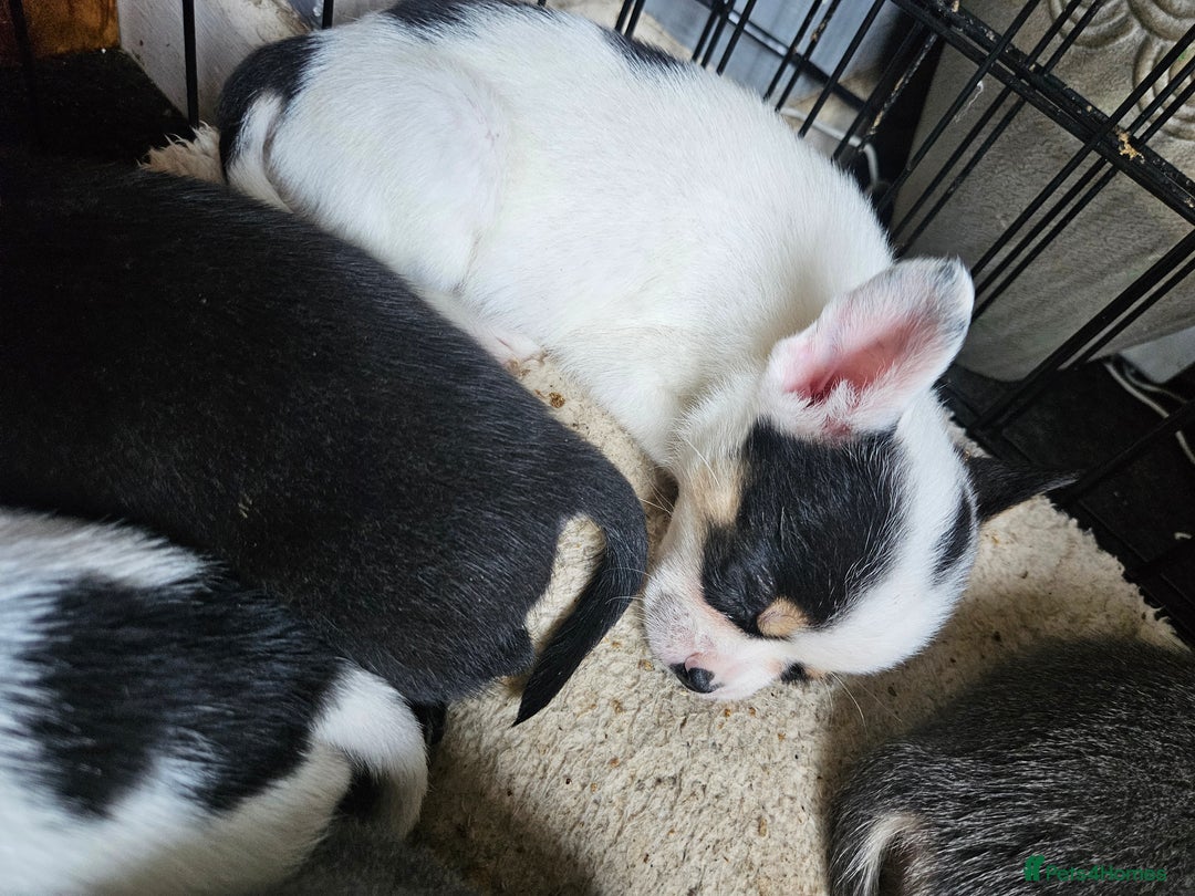 Mixed Breed dogs for sale: French poms *READY NOW 2 LEFT* - Image 13