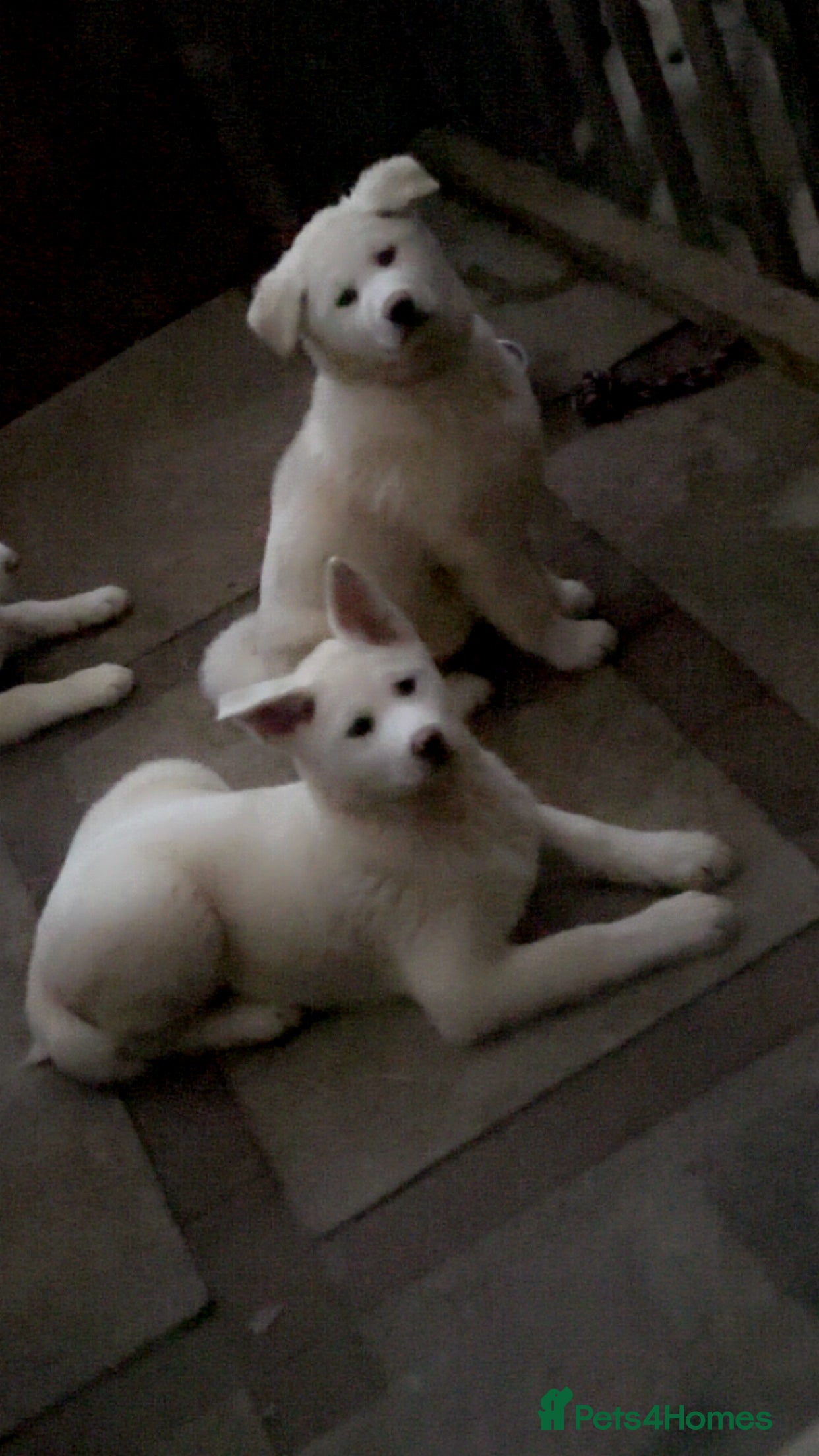 Japanese Akita Inu dogs Japanese Akita Inu - Advert 1