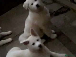 Japanese Akita Inu dogs Japanese Akita Inu - Advert 2