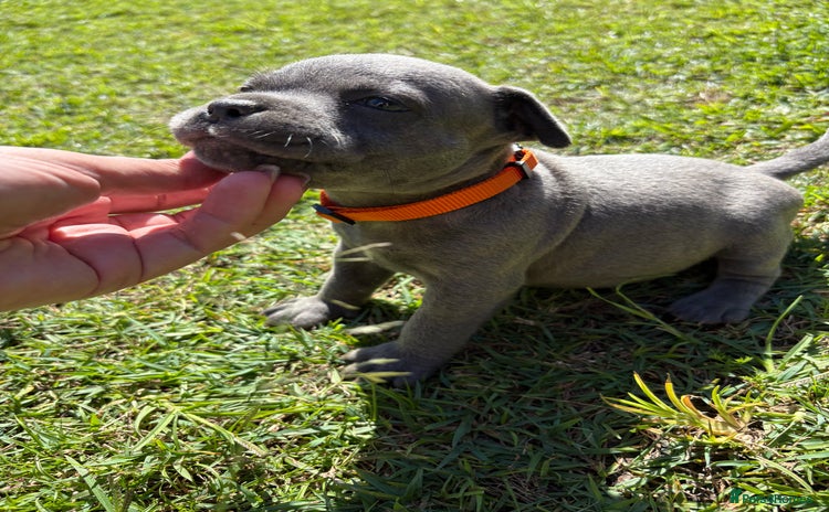 Staffordshire Bull Terrier dogs - Advert 16