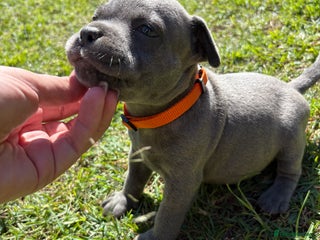 Staffordshire Bull Terrier dogs - Advert 7