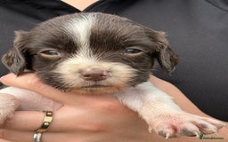 English Springer Spaniel dogs for sale: Springer spaniel puppies for sale  - Image 5