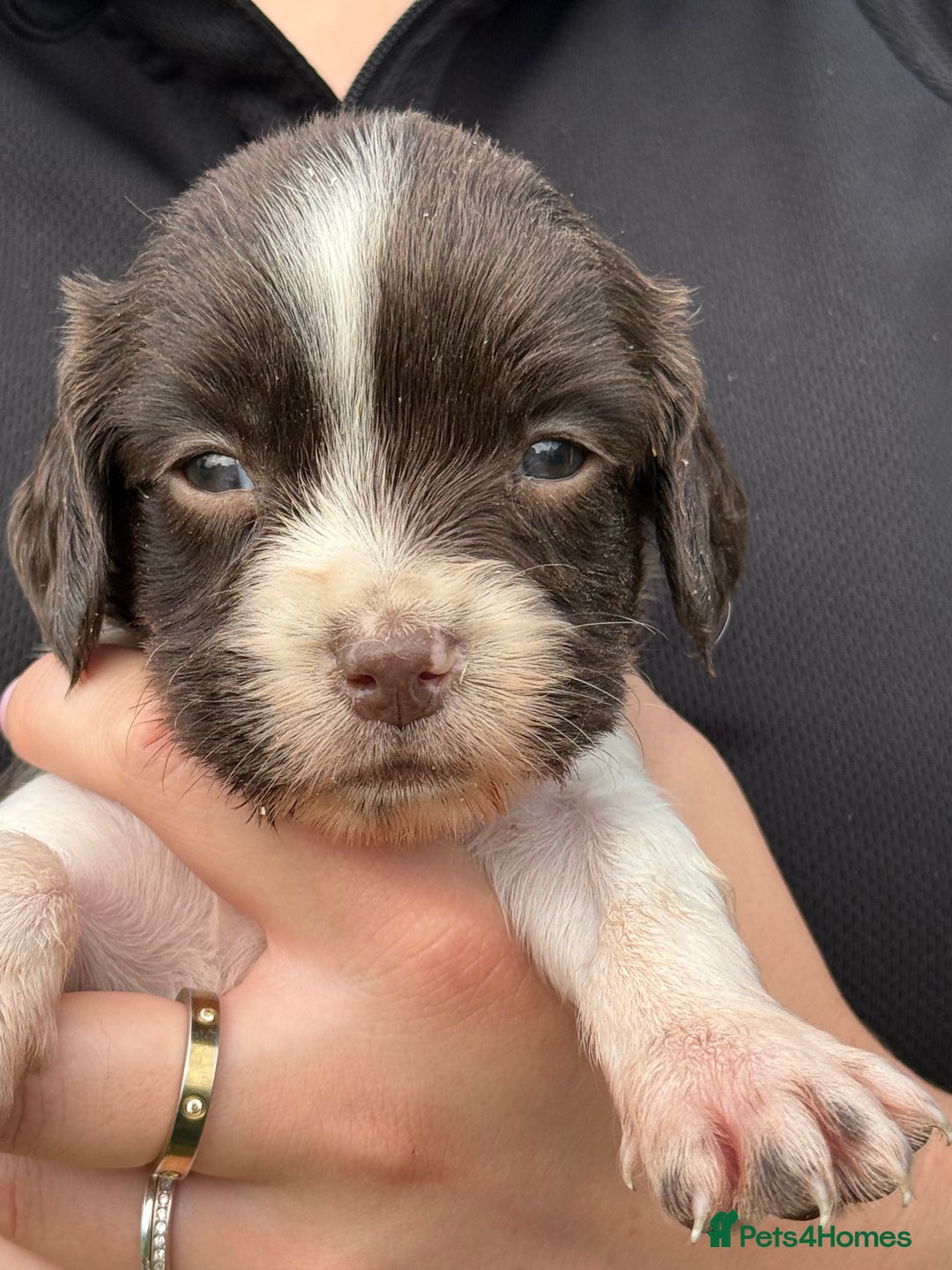 English Springer Spaniel dogs for sale: Springer spaniel puppies for sale  - Image 5