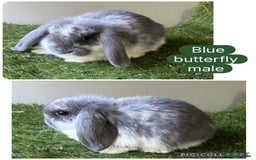 Mini Lop rabbits for sale: Beautiful, friendly mini lops  - Image 9
