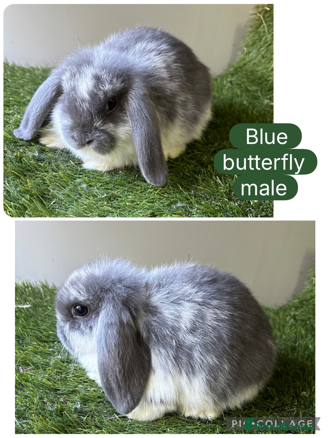Mini Lop rabbits for sale: Beautiful, friendly mini lops  - Image 9