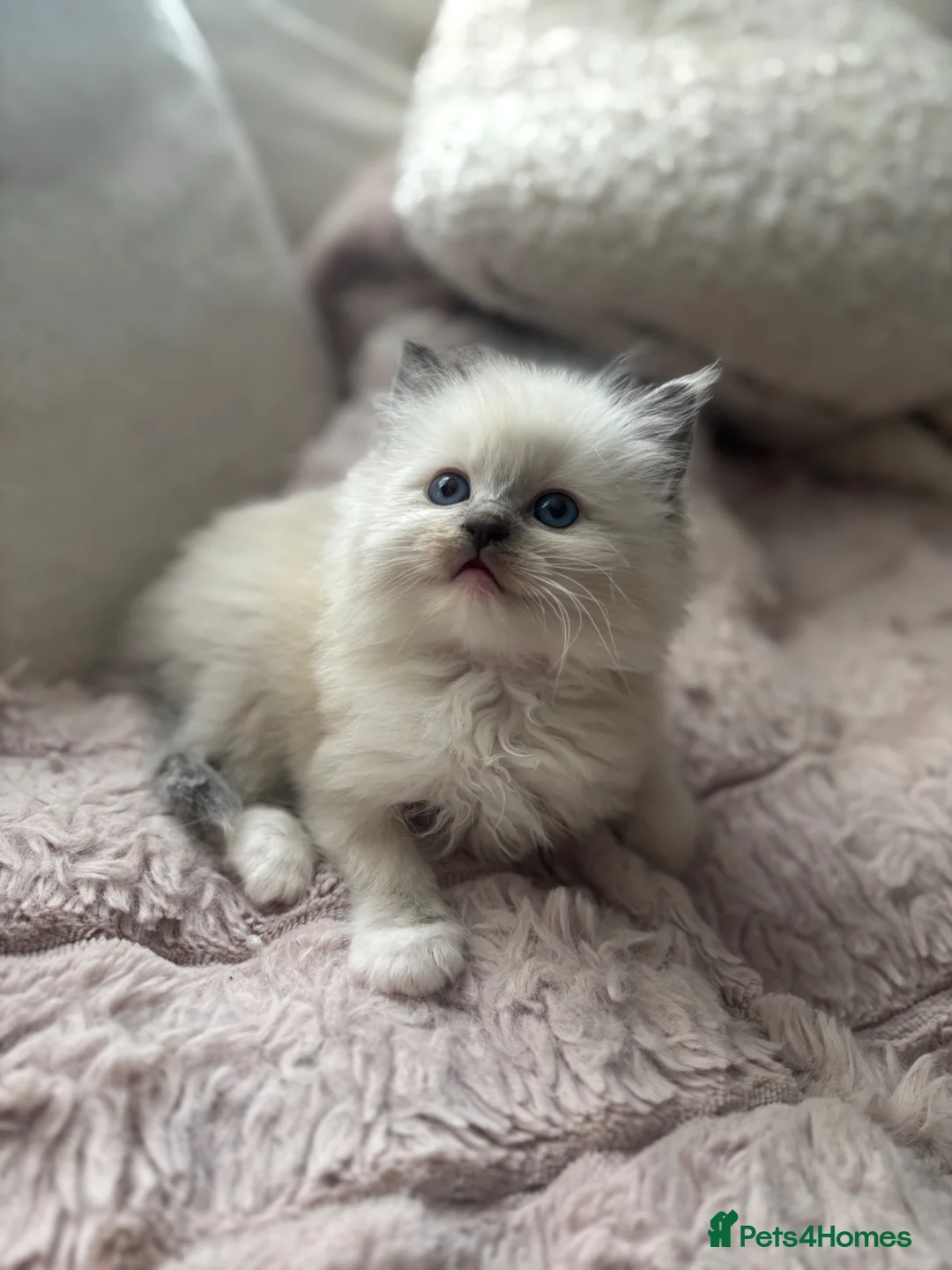 Ragdoll cats for sale: Stunning blue mitted babies registered  in Atherstone - Advert 7