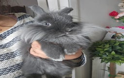 Lionhead rabbits for sale: Beautiful Blue Lion Head Boy - Advert 9