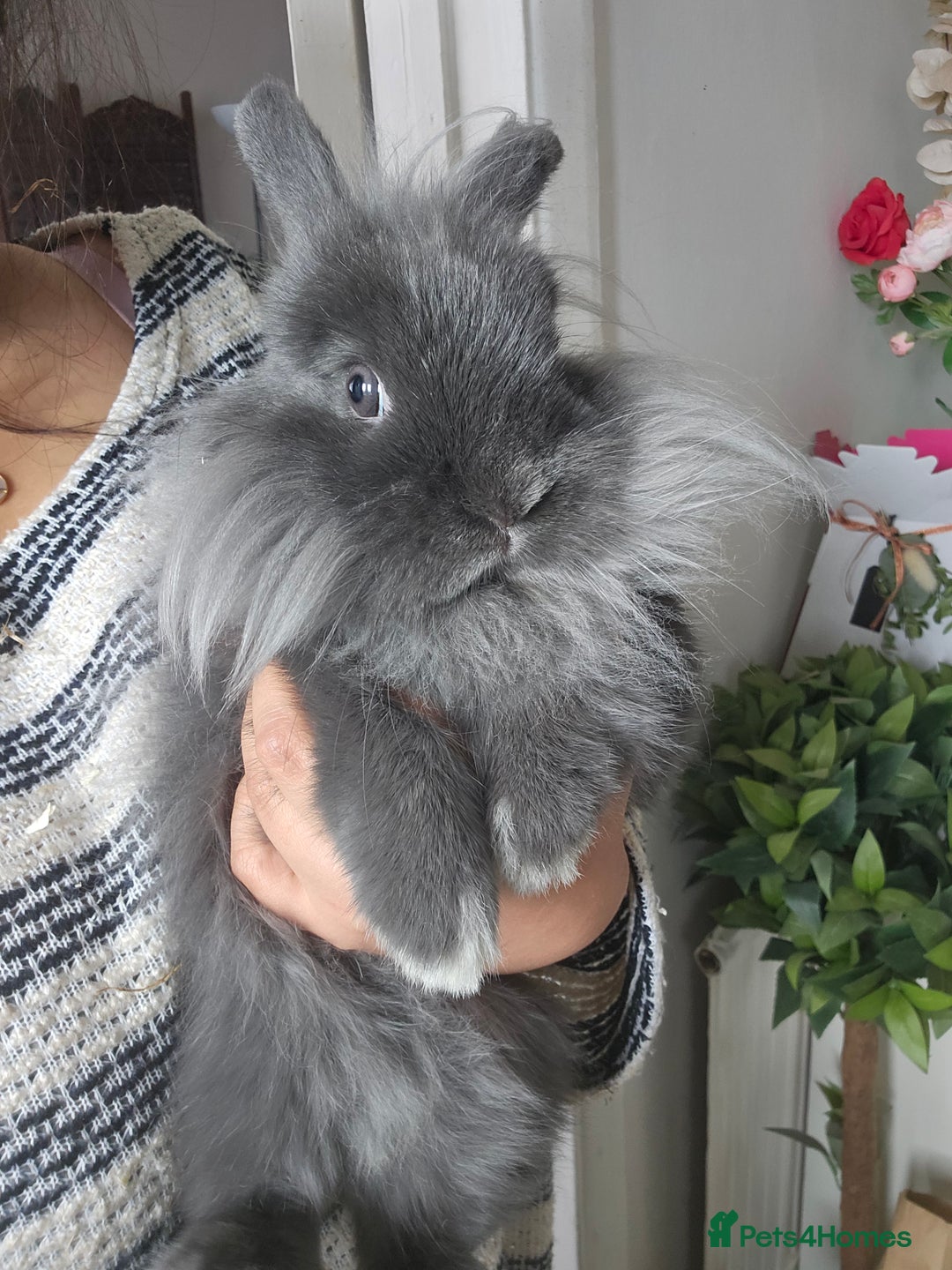 Lionhead rabbits for sale: Beautiful Blue Lion Head Boy - Advert 9