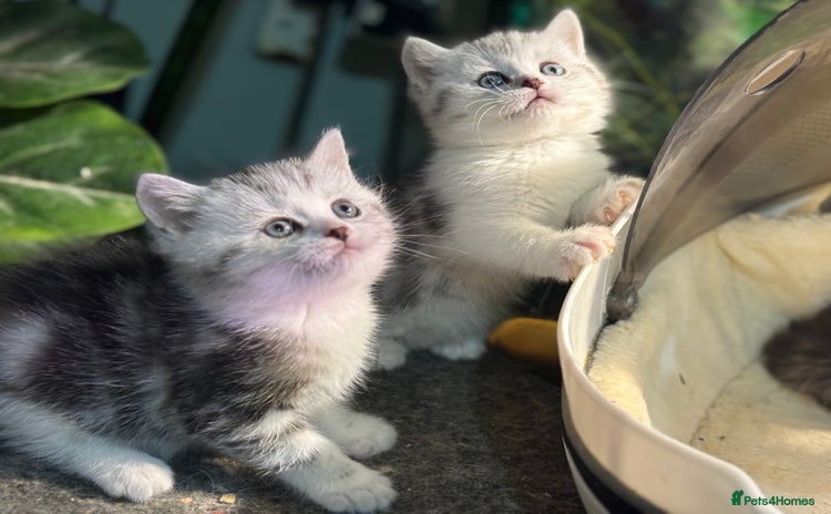 Munchkin cats - Advert 2