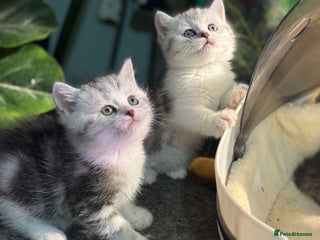 Munchkin cats - Advert 2