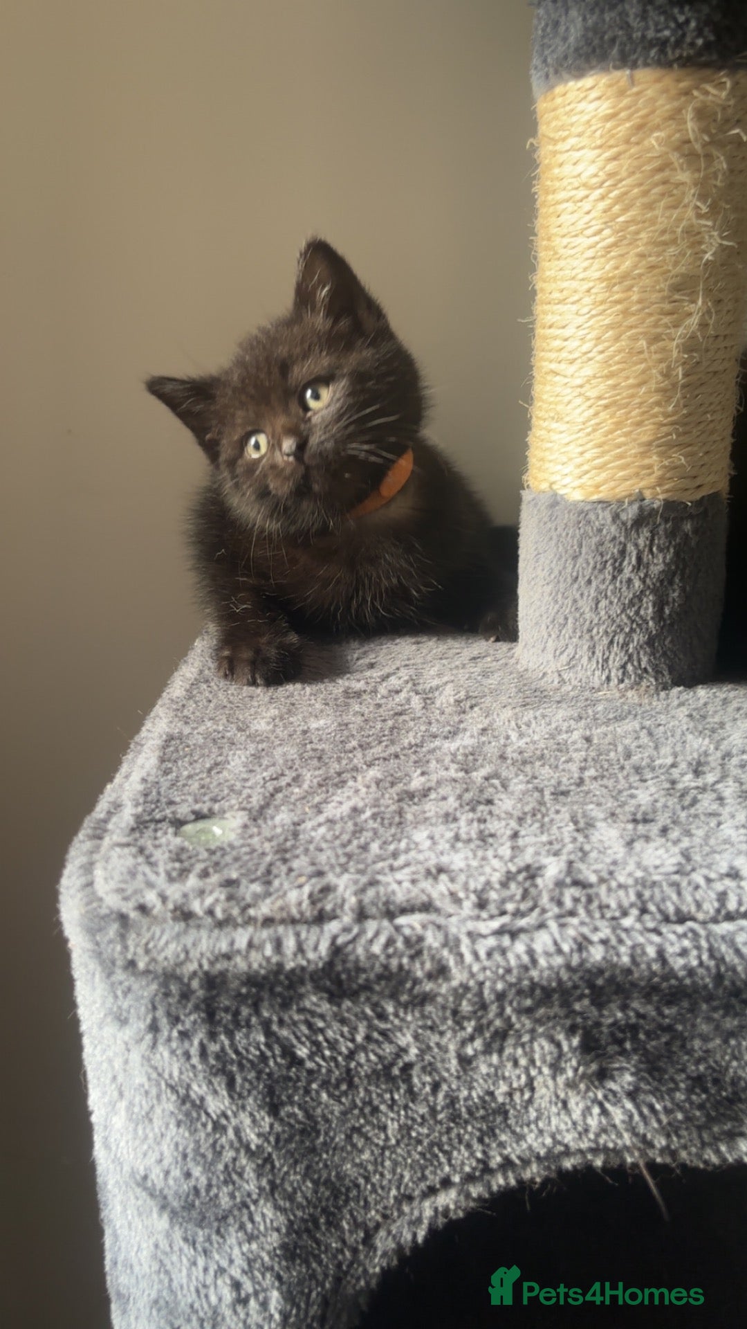 Mixed Breed cats 2 LEFT British shorthair x kittens - Advert 1