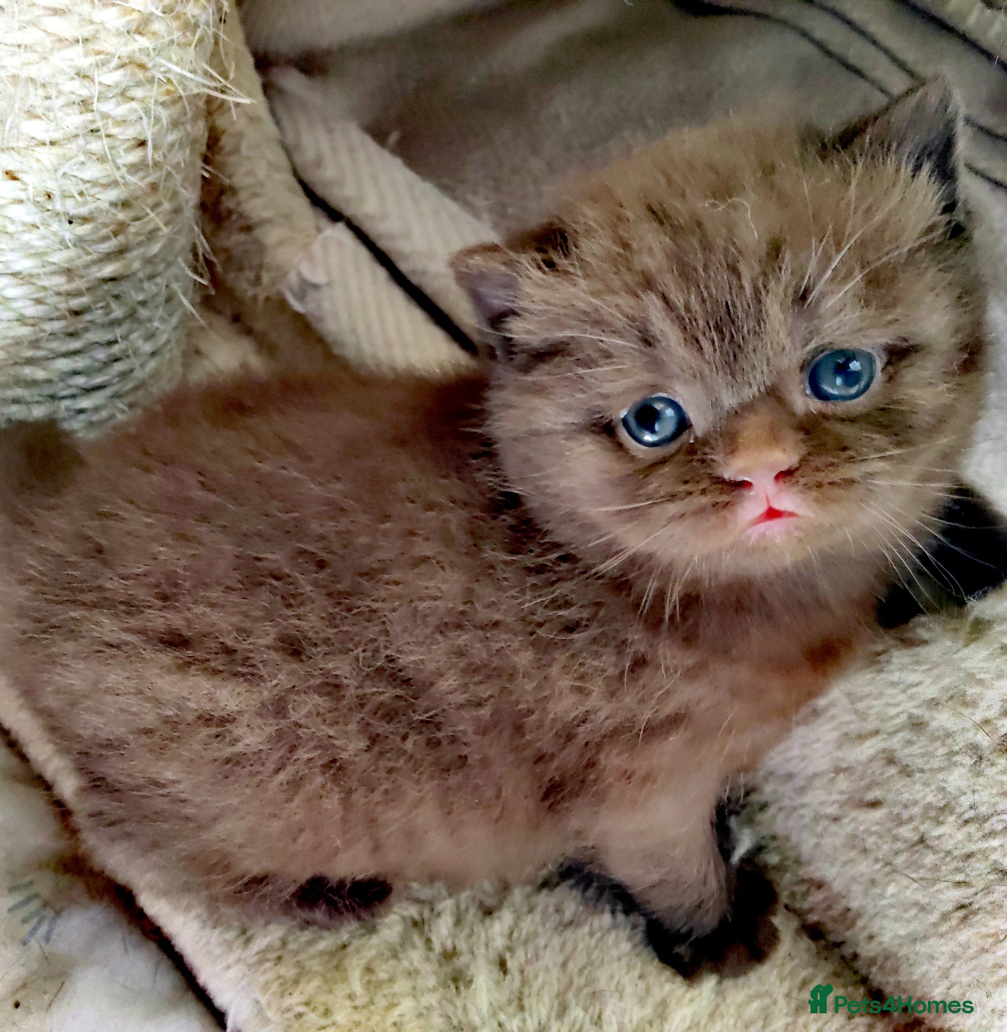 British Shorthair cats Gorgeous chocolate pedigree GCCF reg BSH kittens. - Advert 2