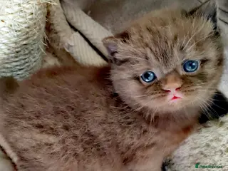British Shorthair cats Gorgeous chocolate pedigree GCCF reg BSH kittens. - Advert 2