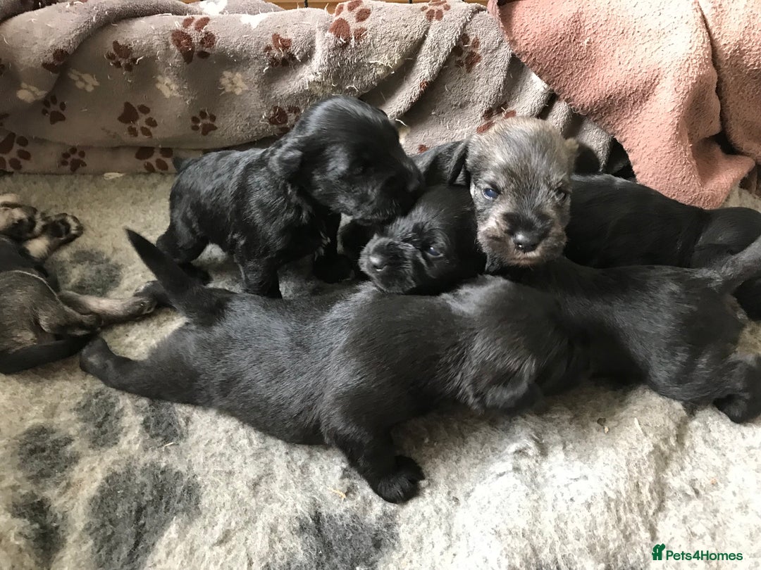 Miniature Schnauzer dogs for sale: 6 adorable Miniature schnauzer puppies  - Image 1
