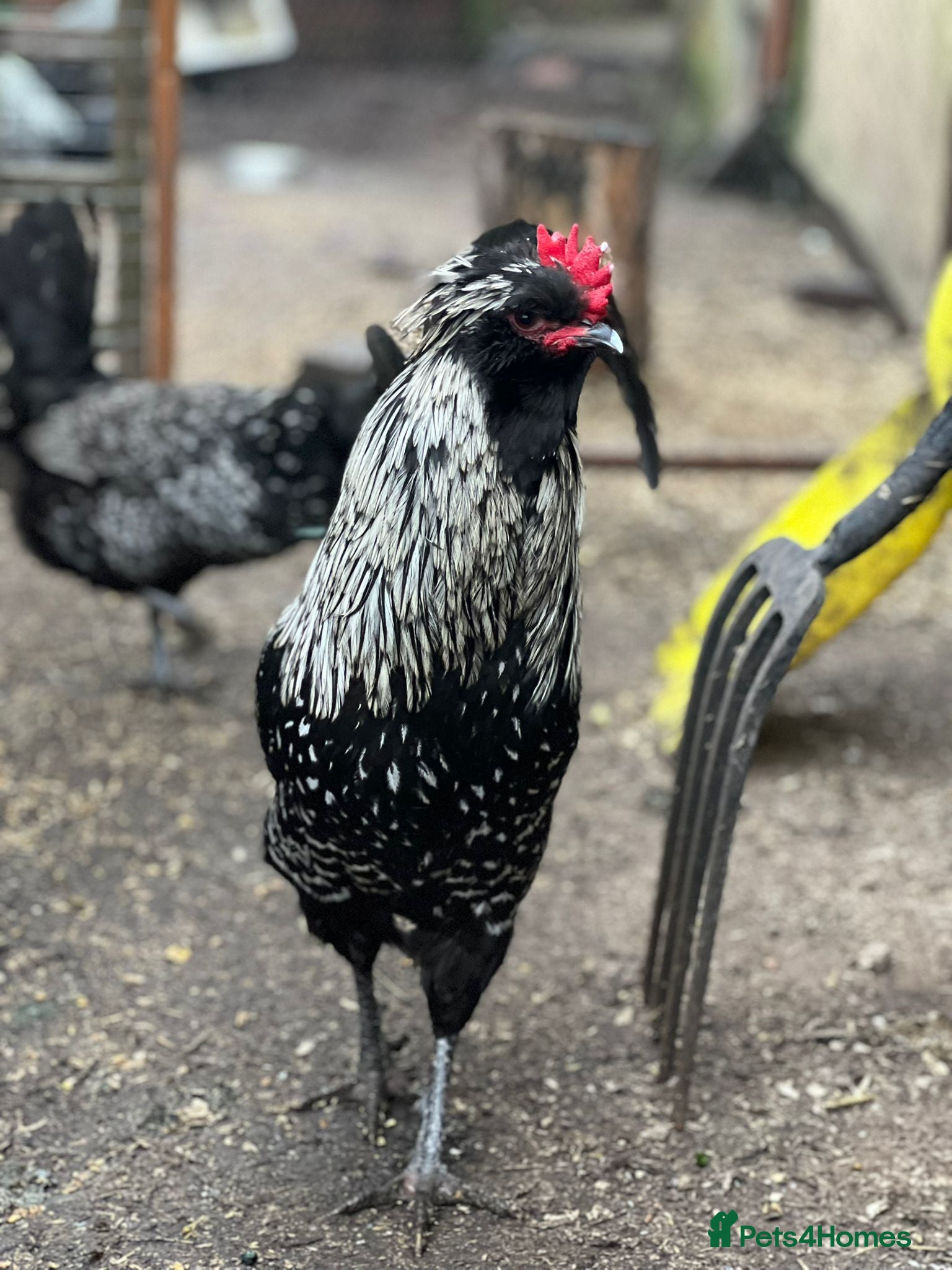 Chickens poultry Four wonderful boys  - Advert 1