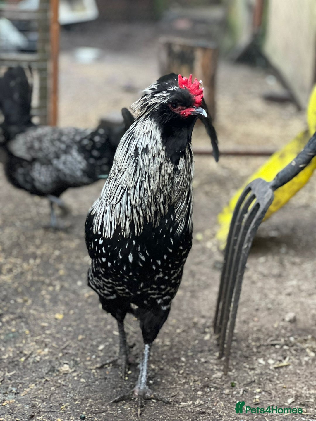 Chickens poultry for sale: Four wonderful boys  - Advert 1