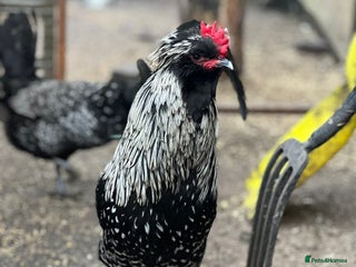 Chickens poultry Four wonderful boys - Advert 1