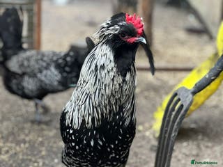 Chickens poultry Four wonderful boys - Advert 14