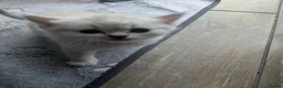British Shorthair cats for sale: Beautiful British shorthair kittens - Advert 37