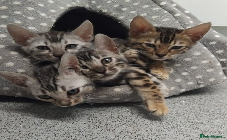 Mixed Breed cats - Advert 1