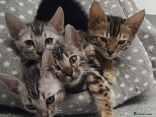 Mixed Breed cats - Advert 2