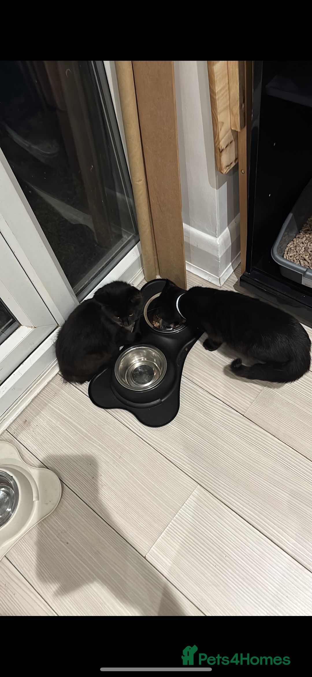 Mixed Breed cats for sale: Three cats for sale  - Image 5