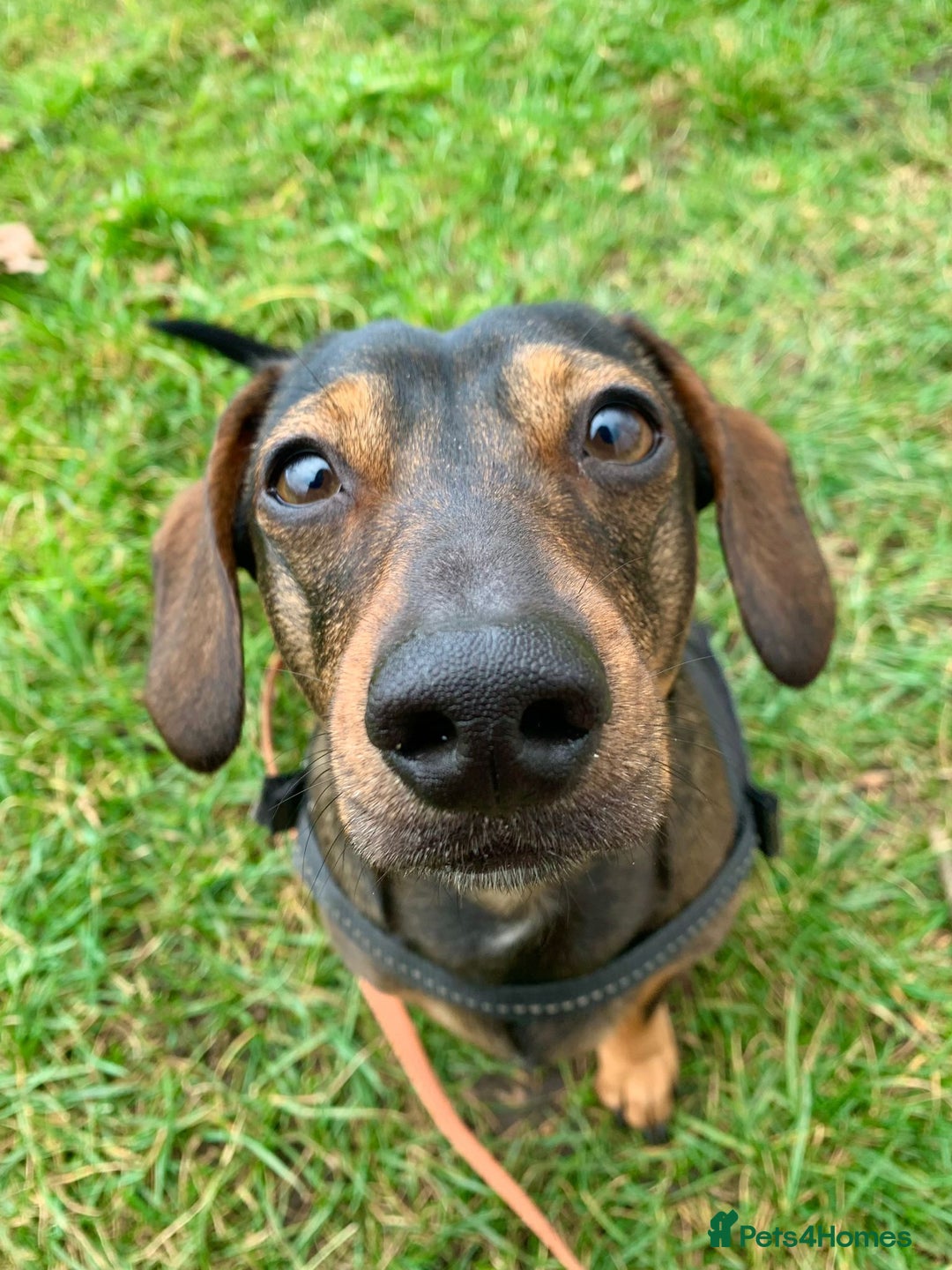 Miniature Dachshund dogs for stud: Picasso (Available for Stud) - Advert 4