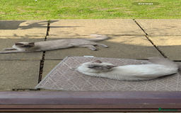 Ragdoll cats for sale: Ragdoll kittens for sale - Image 6