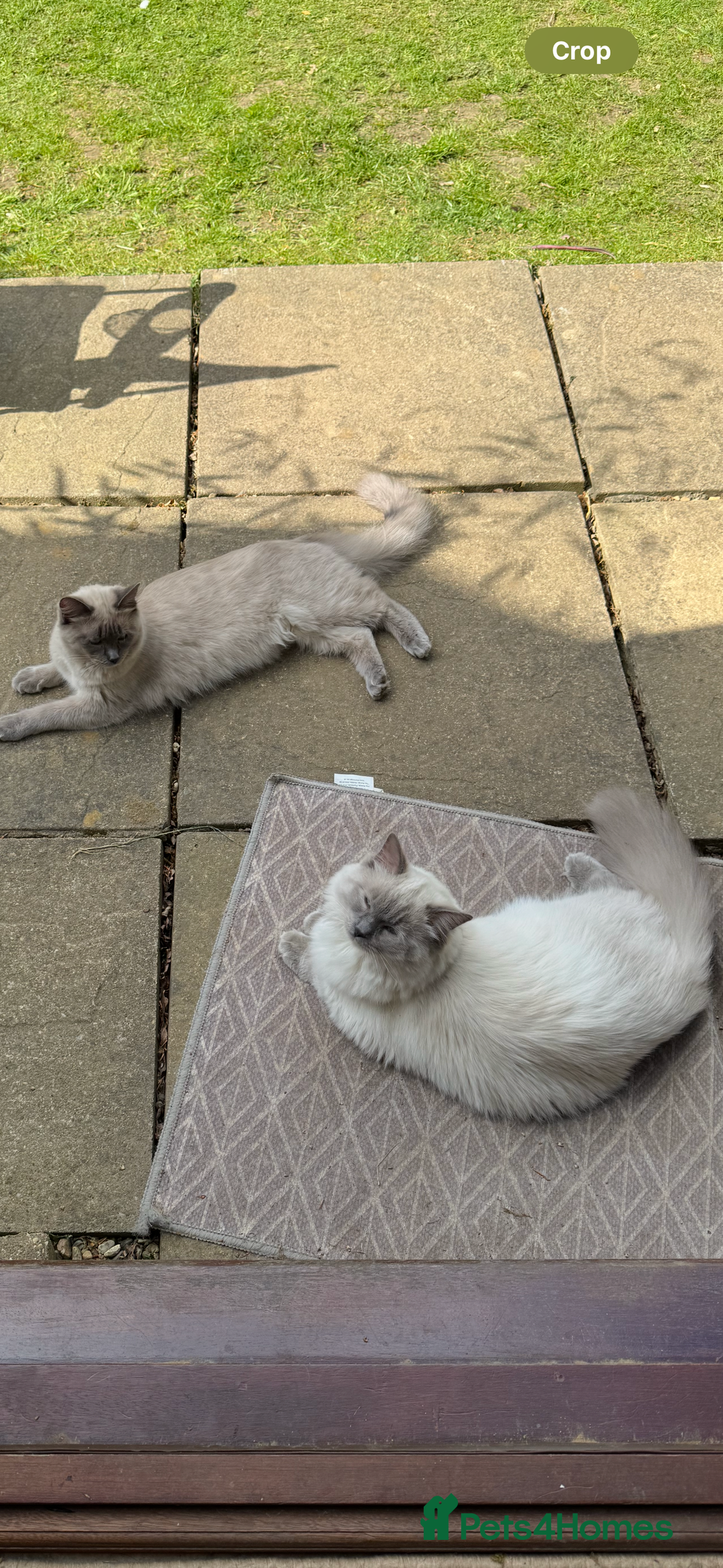 Ragdoll cats for sale: Ragdoll kittens for sale - Image 6
