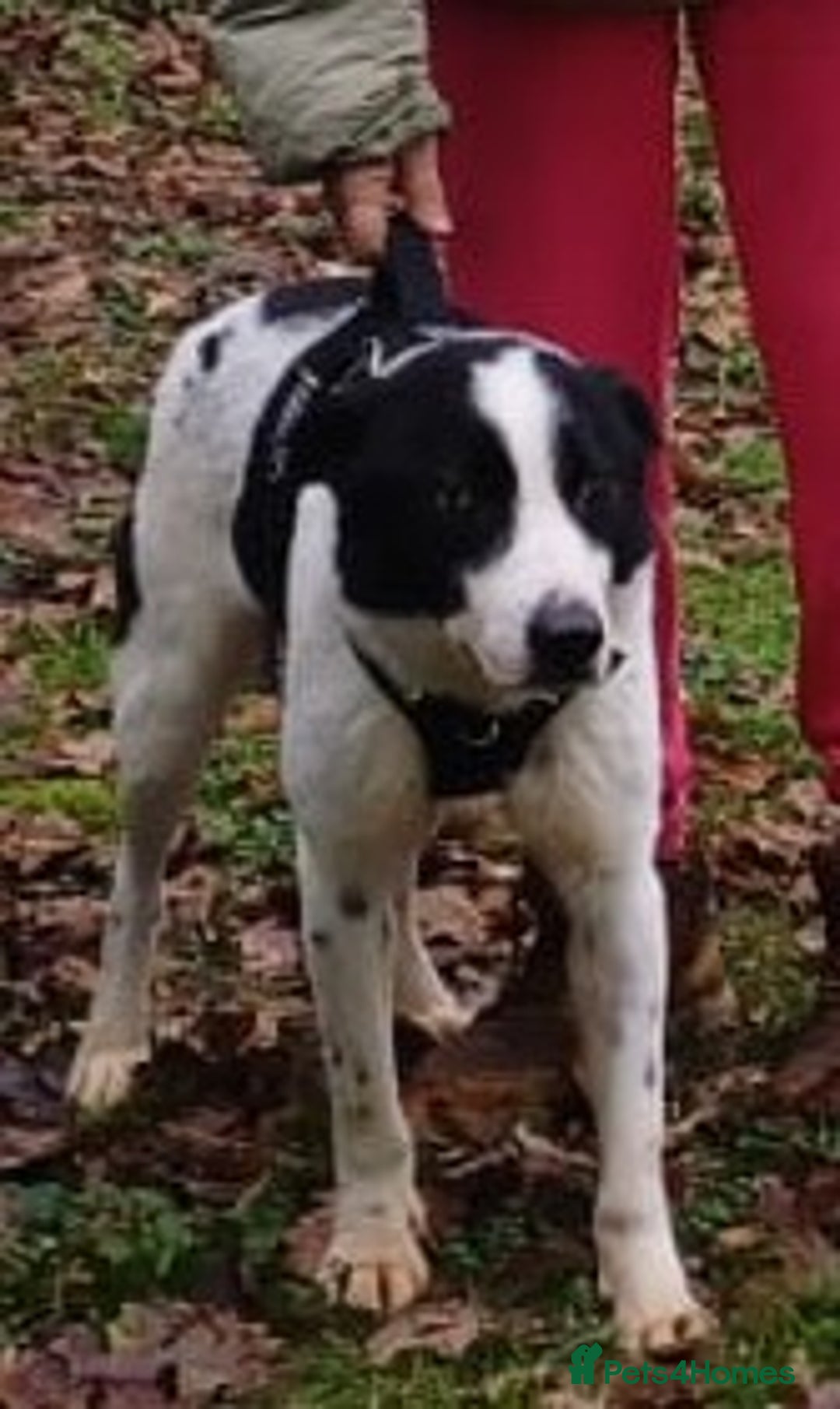 Mixed Breed dogs for adoption: 🐾 Meet MARLEY 🐾 - a Lovely Boy for a Loving Home - Advert 4